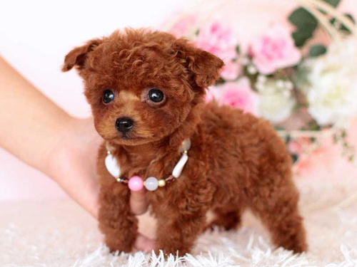 トイプードル専門店　ブンゴヒルズ ロゴ